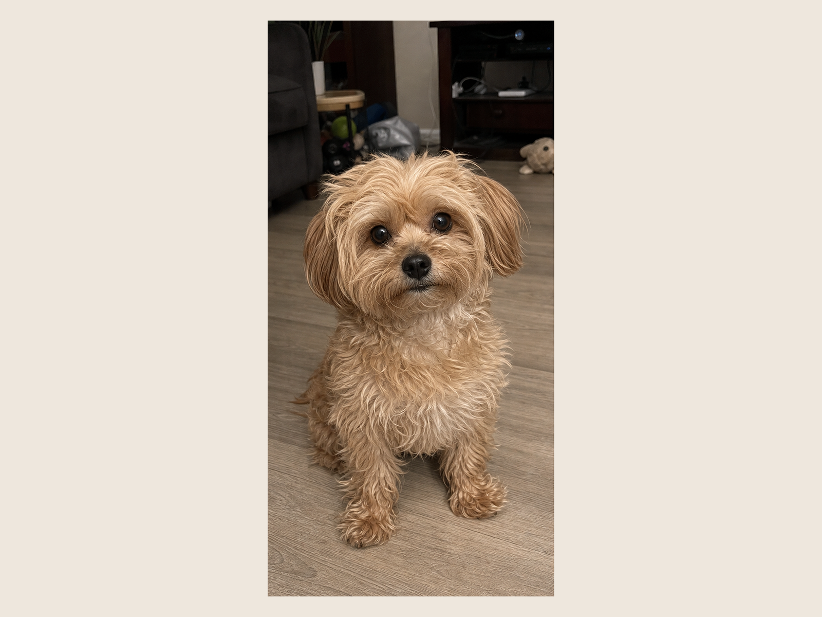 Retrato pet: antes